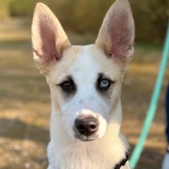 Maple, female puppy Mixed Breed for adoption at Hundegarten Serres, Euskirchen