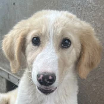 Marci, female puppy Mixed Breed for adoption at Hundegarten Serres, Euskirchen