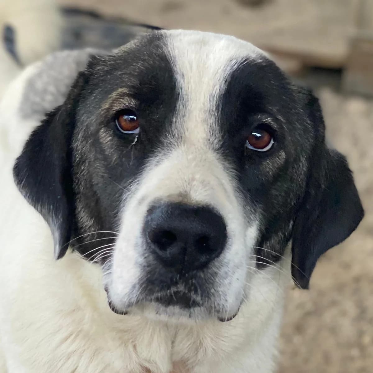 Marinara, female young Mixed Breed for adoption at Hundegarten Serres, Euskirchen