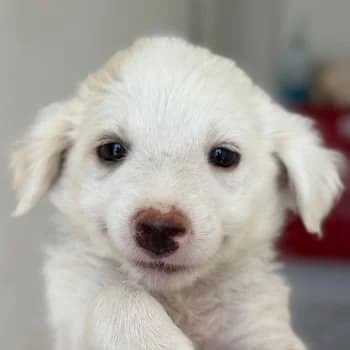 Mario, male puppy Mixed Breed for adoption at Hundegarten Serres, Euskirchen