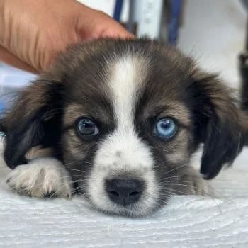 Marshall, male puppy Mixed Breed for adoption at Hundegarten Serres, Euskirchen
