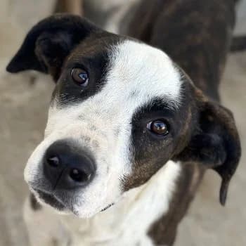 Mateja, female puppy Mixed Breed for adoption at Hundegarten Serres, Euskirchen