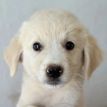 Matze, male puppy Mixed Breed for adoption at Hundegarten Serres, Euskirchen