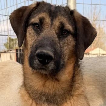 Maverick, male puppy Mixed Breed for adoption at Hundegarten Serres, Euskirchen