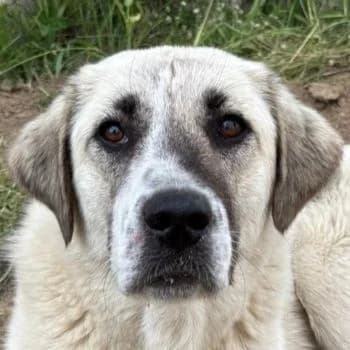 May, female young Mixed Breed for adoption at Hundegarten Serres, Euskirchen