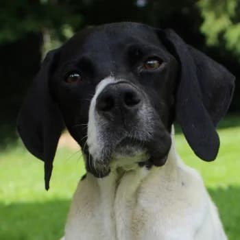 Melina, female young Mixed Breed for adoption at Hundegarten Serres, Euskirchen