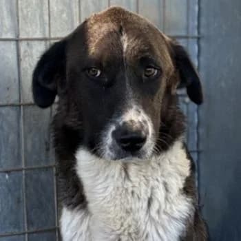 Mère, female 3yo Mixed Breed for adoption at Hundegarten Serres, Euskirchen