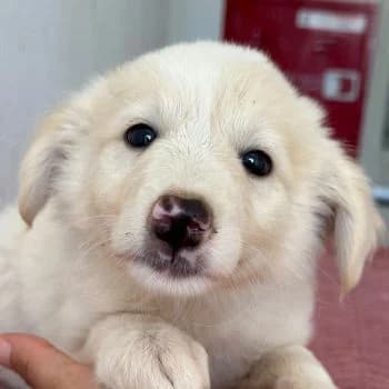 Michi, male puppy Mixed Breed for adoption at Hundegarten Serres, Euskirchen