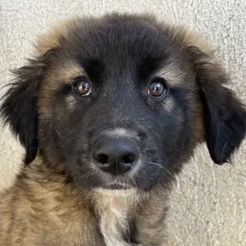 Mickey, male puppy Mixed Breed for adoption at Hundegarten Serres, Euskirchen