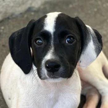 Milia, female puppy Mixed Breed for adoption at Hundegarten Serres, Euskirchen