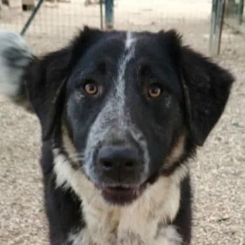 Millie, female young Mixed Breed for adoption at Hundegarten Serres, Euskirchen