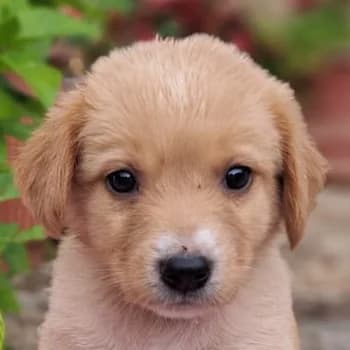 Milly, female puppy Mixed Breed for adoption at Hundegarten Serres, Euskirchen
