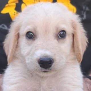Milo, male puppy Mixed Breed for adoption at Hundegarten Serres, Euskirchen