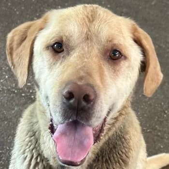 Minos, male 5yo Mixed Breed for adoption at Hundegarten Serres, Euskirchen
