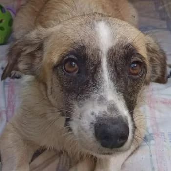 Mirabelle, female young Mixed Breed for adoption at Hundegarten Serres, Euskirchen
