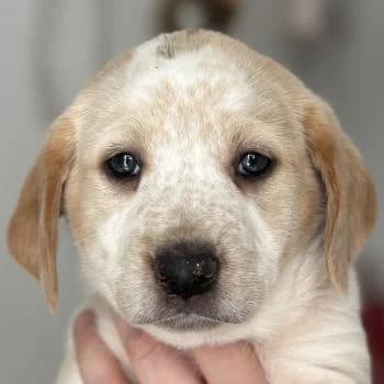 Mirana, female puppy Mixed Breed for adoption at Hundegarten Serres, Euskirchen