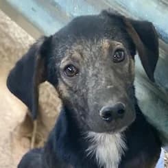 Miranda, female puppy Mixed Breed for adoption at Hundegarten Serres, Euskirchen