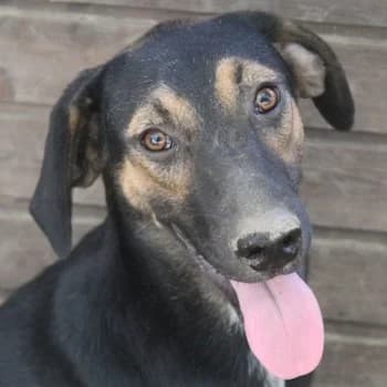 Miranda, female puppy Mixed Breed for adoption at Hundegarten Serres, Euskirchen