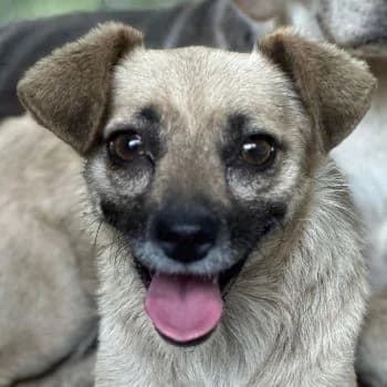 Miri, female 3yo Mixed Breed for adoption at Hundegarten Serres, Euskirchen