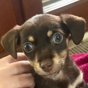 Mirnesa, female puppy Mixed Breed for adoption at Hundegarten Serres, Euskirchen