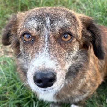 Mirto, female young Mixed Breed for adoption at Hundegarten Serres, Euskirchen
