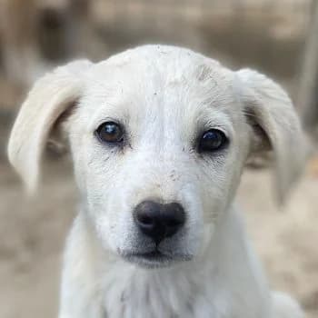 Mochina, female puppy Mixed Breed for adoption at Hundegarten Serres, Euskirchen