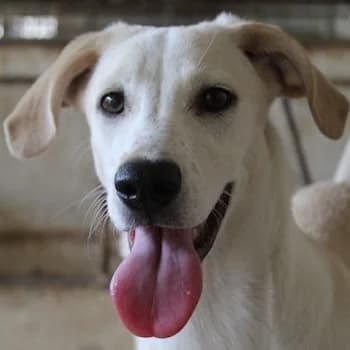 Mochina, female puppy Mixed Breed for adoption at Hundegarten Serres, Euskirchen