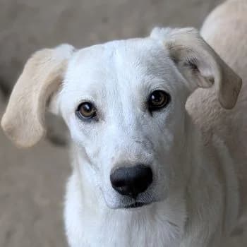 Mochina, female puppy Mixed Breed for adoption at Hundegarten Serres, Euskirchen