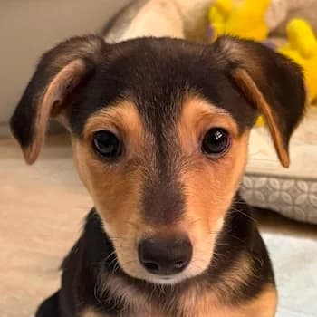 Mojito, male puppy Mixed Breed for adoption at Hundegarten Serres, Euskirchen