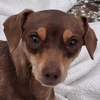 Mokka, female young Mixed Breed for adoption at Hundegarten Serres, Euskirchen