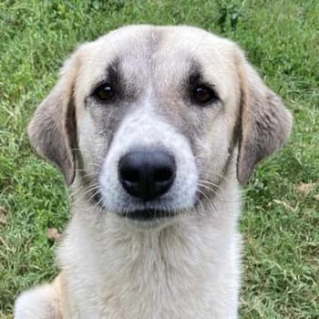 Monya, female 4yo Mixed Breed for adoption at Hundegarten Serres, Euskirchen