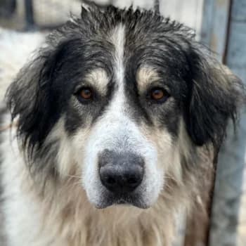 Mozart, male young Mixed Breed for adoption at Hundegarten Serres, Euskirchen