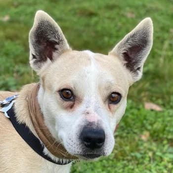 Mr. Handsome, male young Mixed Breed for adoption at Hundegarten Serres, Euskirchen