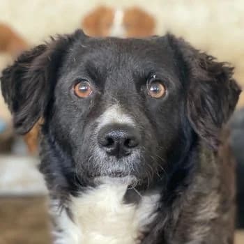 Muffin, male young Mixed Breed for adoption at Hundegarten Serres, Euskirchen