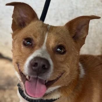 Murgo, male 3yo Mixed Breed for adoption at Hundegarten Serres, Euskirchen