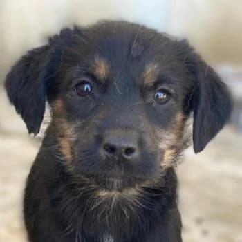 Namari, female puppy Mixed Breed for adoption at Hundegarten Serres, Euskirchen