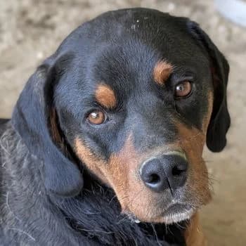 Nana, female young Mixed Breed for adoption at Hundegarten Serres, Euskirchen