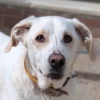 Nano, male young Mixed Breed for adoption at Hundegarten Serres, Euskirchen