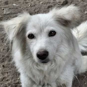 Nanuq, female young Mixed Breed for adoption at Hundegarten Serres, Euskirchen