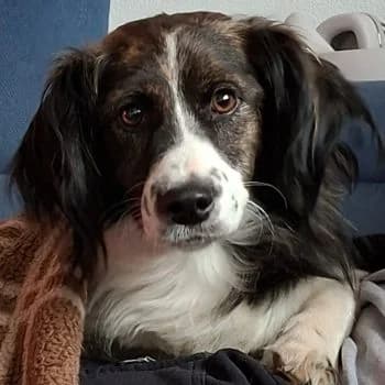 Narris, male young Mixed Breed for adoption at Hundegarten Serres, Euskirchen