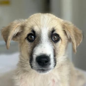 Nashoba, male puppy Mixed Breed for adoption at Hundegarten Serres, Euskirchen