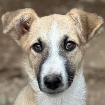 Nashoba, male puppy Mixed Breed for adoption at Hundegarten Serres, Euskirchen