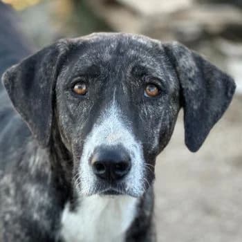 Nayla, female young Mixed Breed for adoption at Hundegarten Serres, Euskirchen