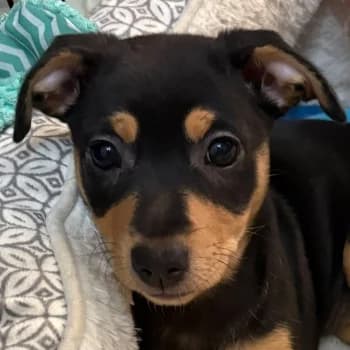Negroni, female puppy Mixed Breed for adoption at Hundegarten Serres, Euskirchen
