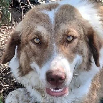 Nela, female young Mixed Breed for adoption at Hundegarten Serres, Euskirchen