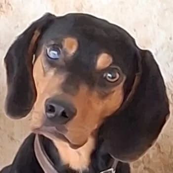 Nemo, male young Mixed Breed for adoption at Hundegarten Serres, Euskirchen