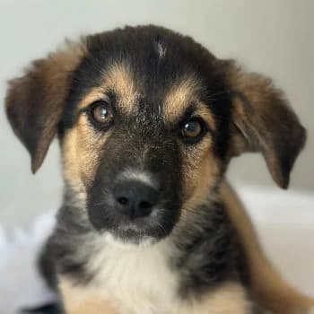Nike, female puppy Mixed Breed for adoption at Hundegarten Serres, Euskirchen