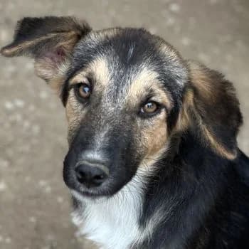 Nike, female puppy Mixed Breed for adoption at Hundegarten Serres, Euskirchen