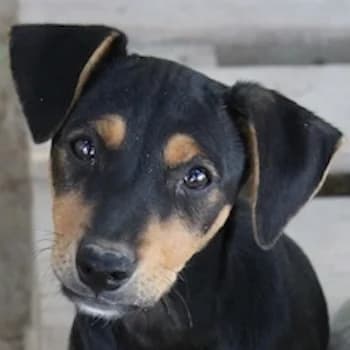 Niniane, female puppy Mixed Breed for adoption at Hundegarten Serres, Euskirchen
