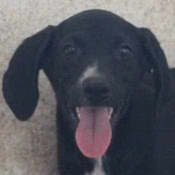 Nisha, female puppy Mixed Breed for adoption at Hundegarten Serres, Euskirchen
